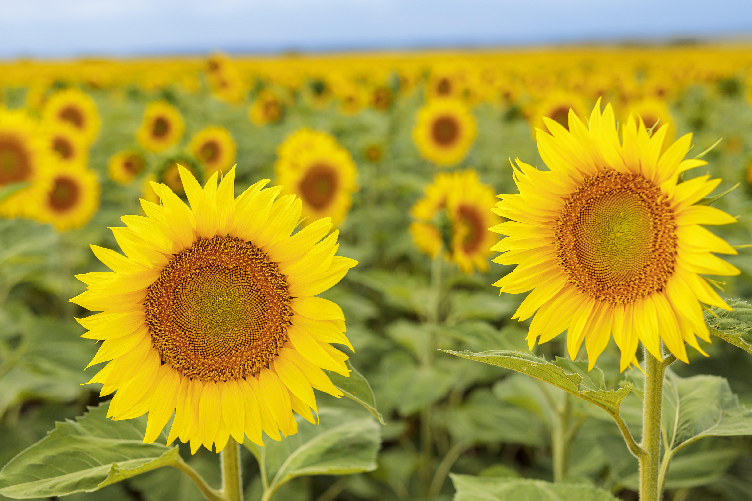 NK suma a su porfolio líder dos híbridos de girasol que elevan los techos de rendimiento