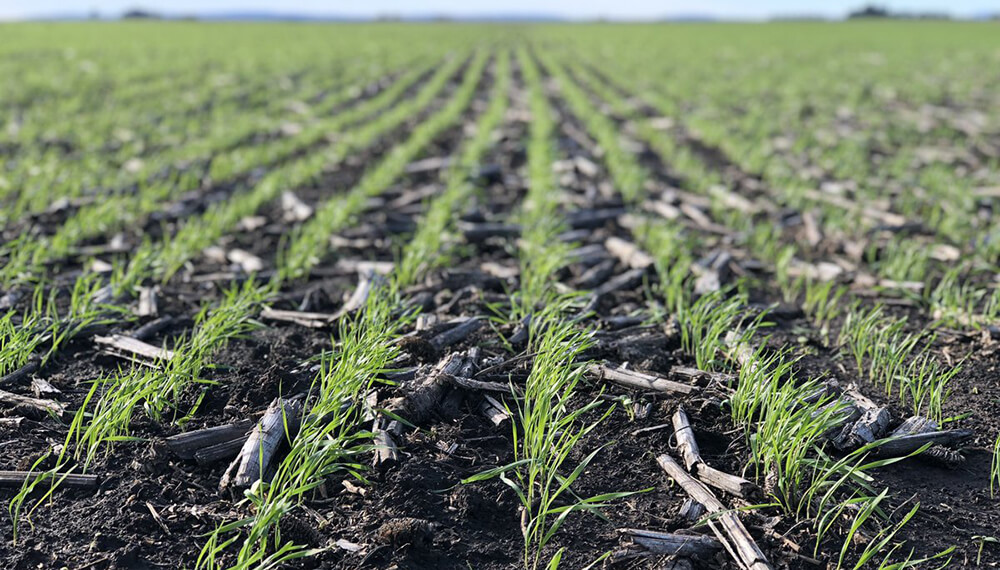 Pese a las lluvias, el área de trigo cae en 200.000 ha en la región núcleo