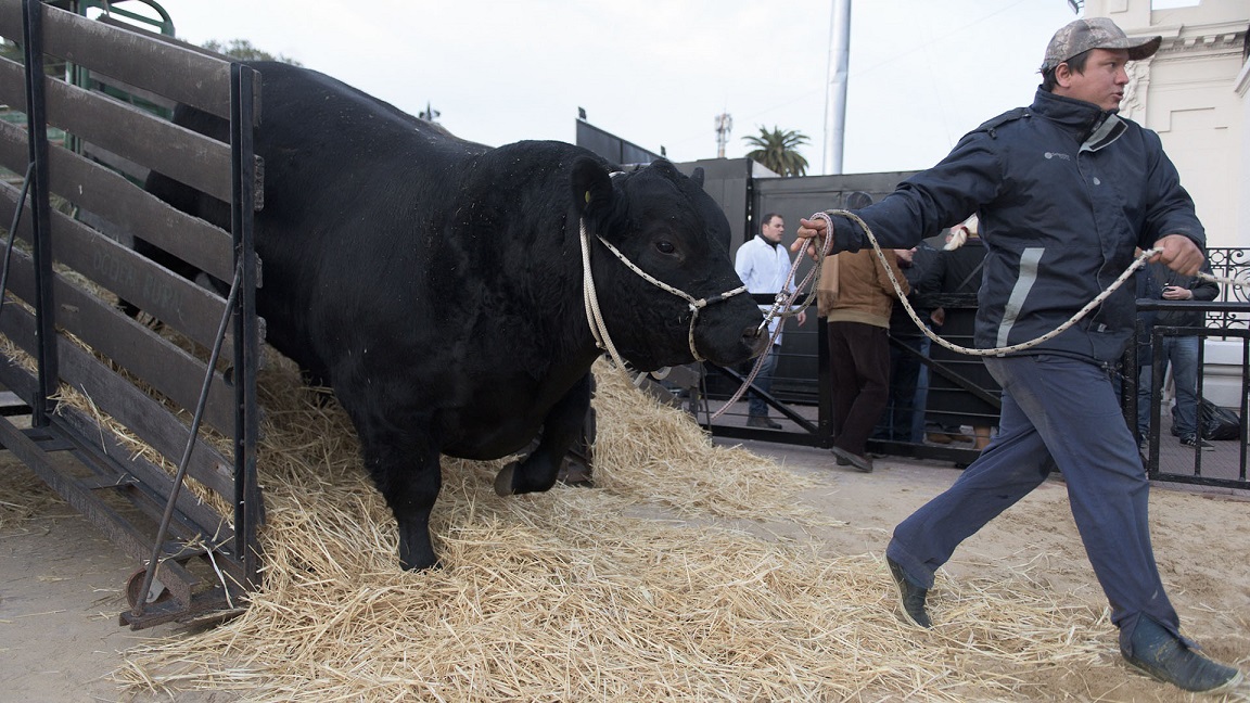 Ingresan los primeros animales a la Expo Rural de Palermo