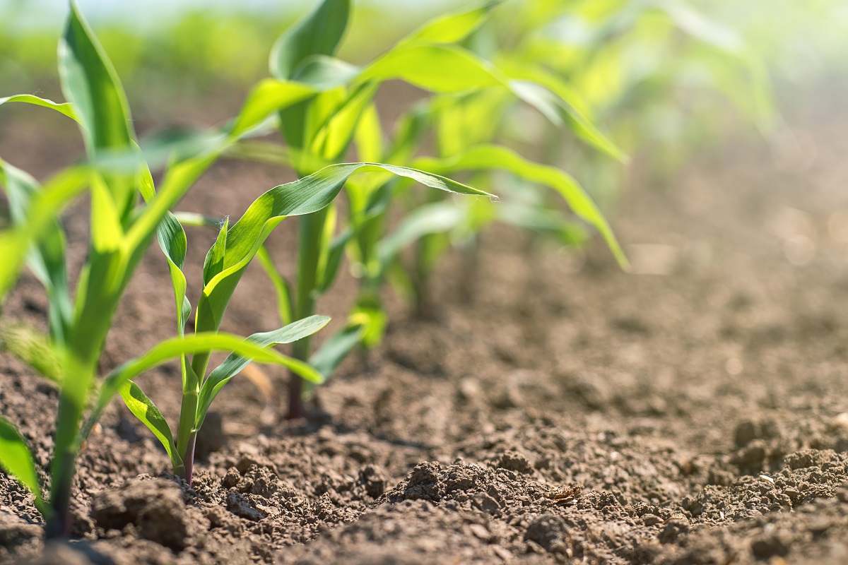 Agricultura estima que los productores agrícolas invertirán U$S 40.500 millones en la campaña 2023/24