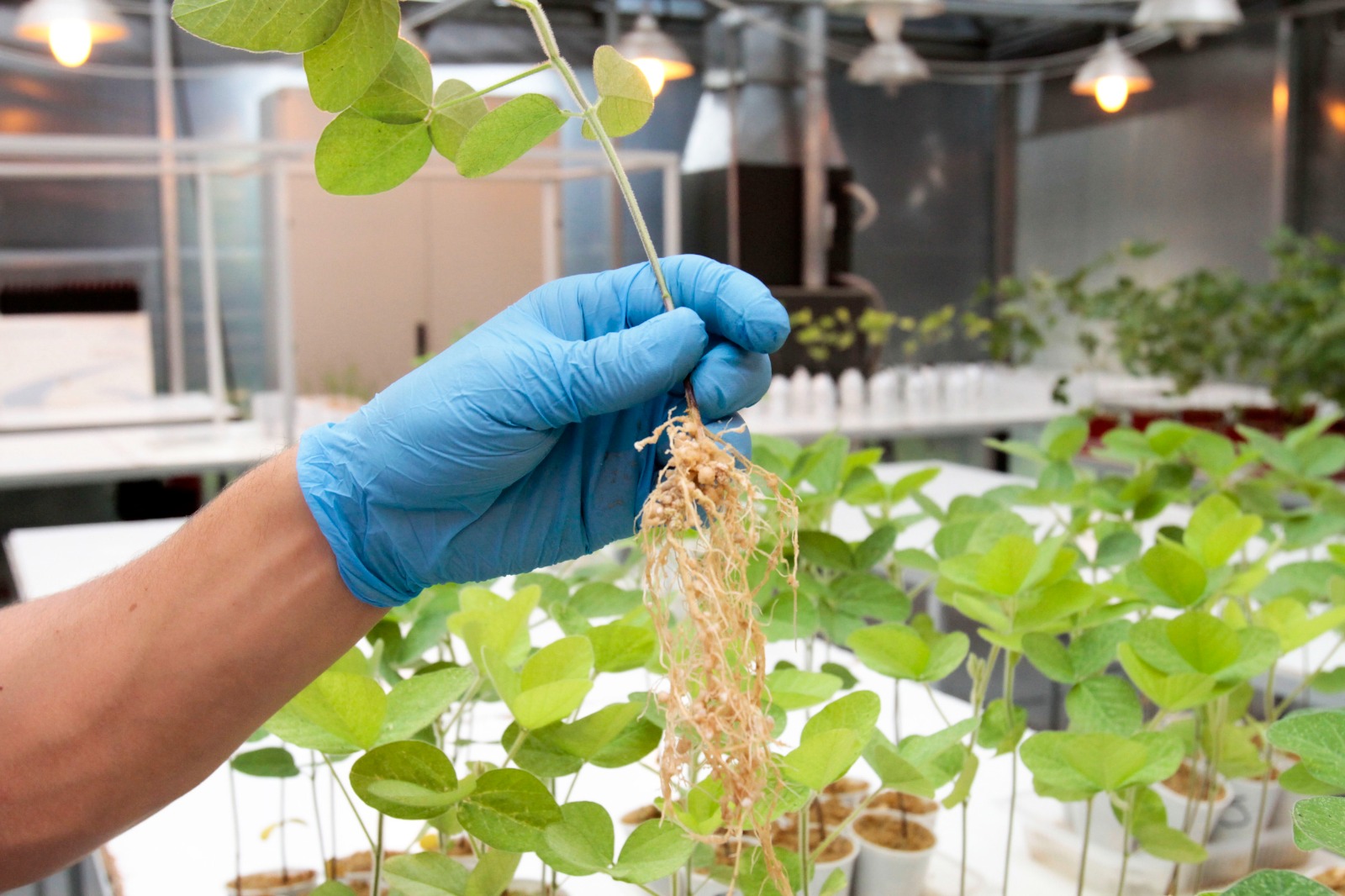 Bioinsumos: la naturaleza aliada a la innovación