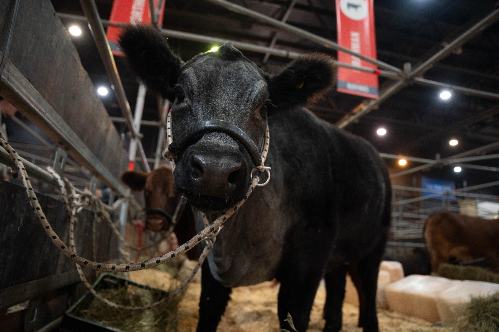 Mitad Shorthorn, mitad Angus: Shorthorn Plus llega por primera vez a la Expo Rural