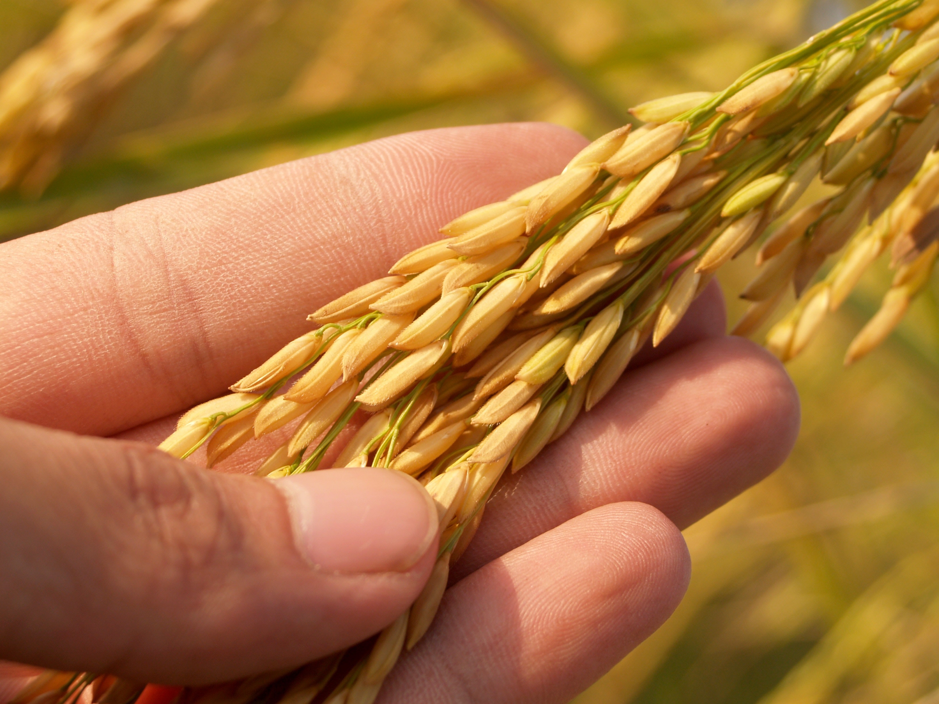 La nutrición balanceada alimenta a los cultivos y también al ambiente