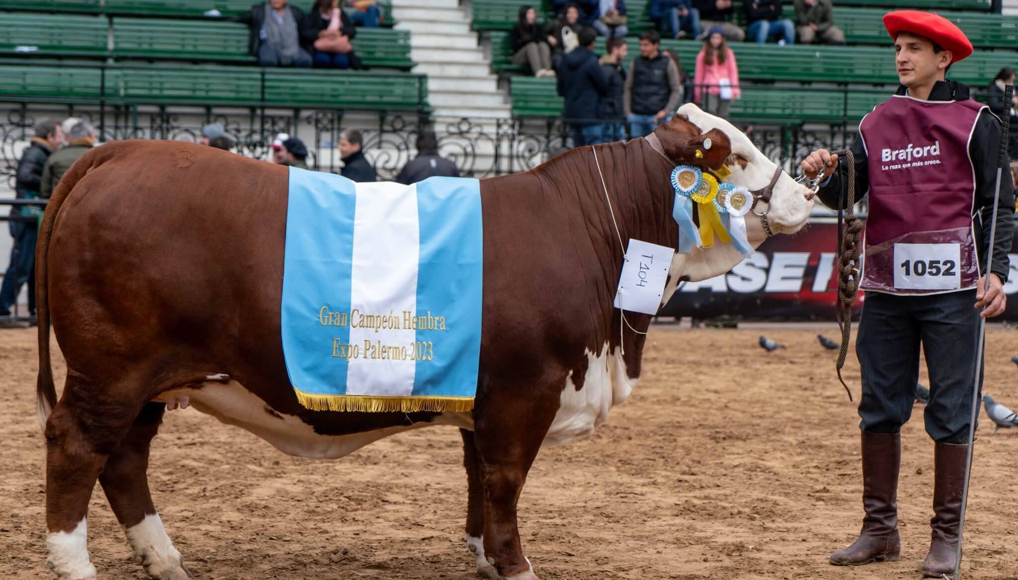 El máximo precio en Palermo fue para una vaca Braford: se vendió el 50% en $ 28 millones