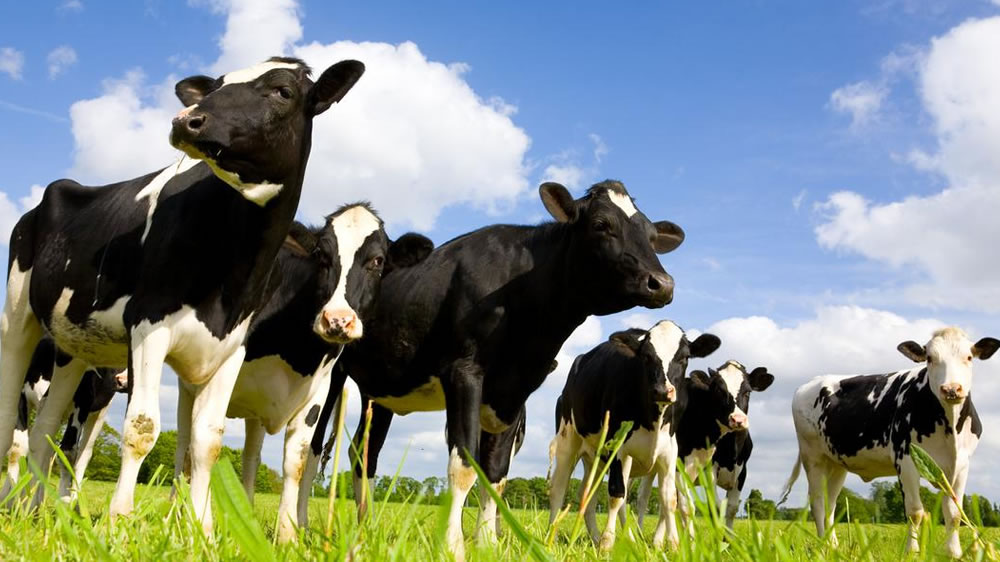 En su cuenta de Instagram Cristina Coggiola de Colonia Prosperidad en Córdoba anunció el cierre de su tambo