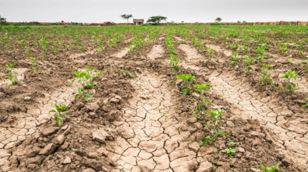 La sequía en el oeste de Argentina es alarmante, pero 