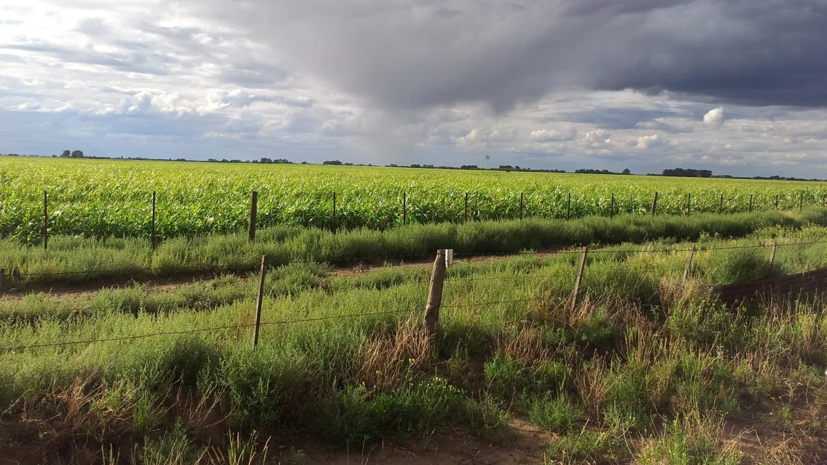 Semana clave: tiene que llover 30 mm para el trigo y la siembra maicera