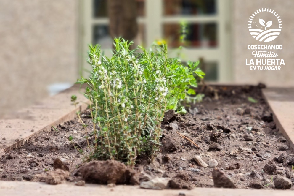 Huerta en tu Hogar: se lanzó la temporada primavera-verano