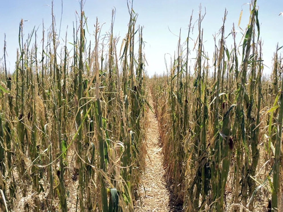 El Gobierno prorrogó la emergencia agropecuaria en Córdoba por las sequías y heladas