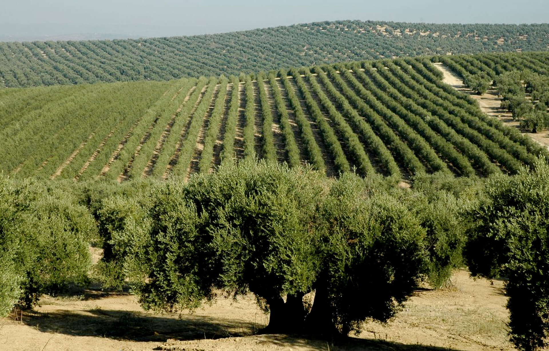 El calor extremo y las lluvias intensas jaquean a la producción europea, principalmente el aceite de oliva