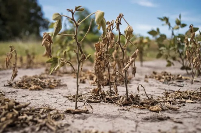 El Valor Agregado Bruto de los cultivos agrícolas cayó un 37% interanual