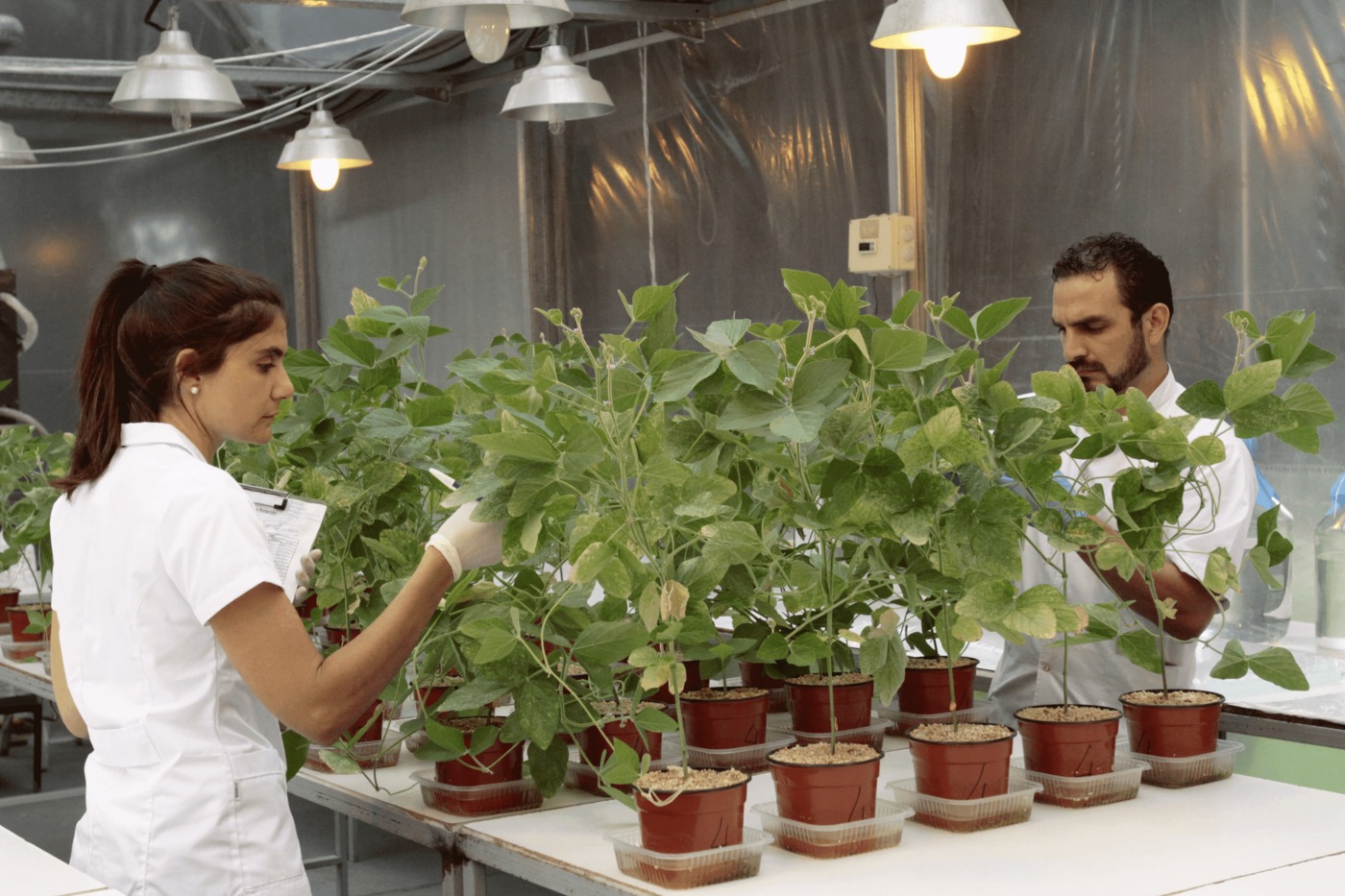 El auge de los productos biológicos, un mercado que crece 15% por año en Argentina
