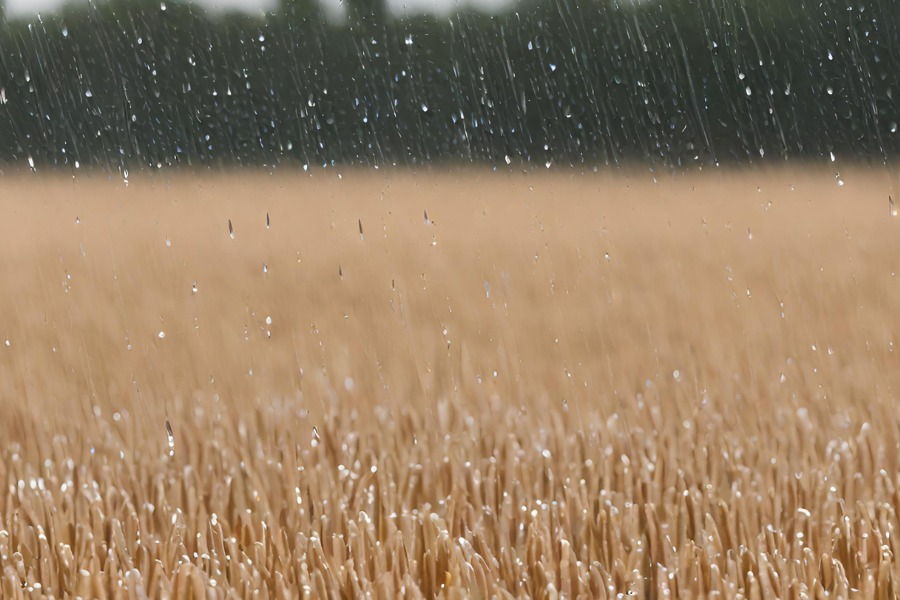 Las lluvias cumplieron “gran parte de las expectativas” de los productores