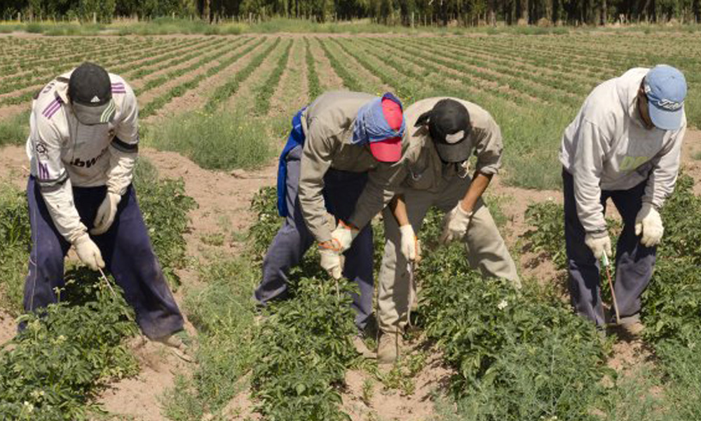 Renatre informó que aumentan 21% la prestación por desempleo para trabajadores rurales