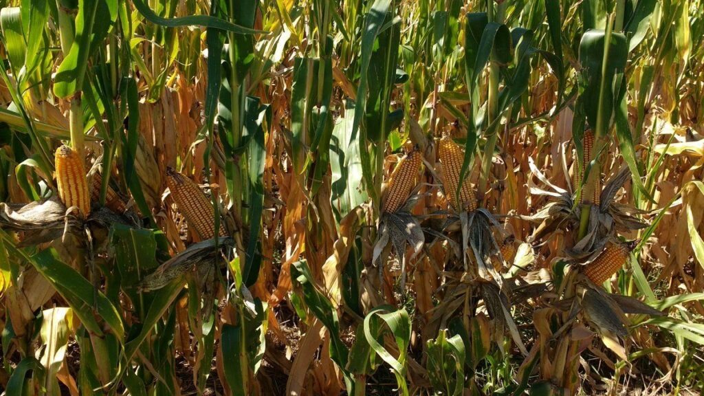 El “Mal de Río Cuarto” comienza a encender las primeras alertas en el cultivo del maíz