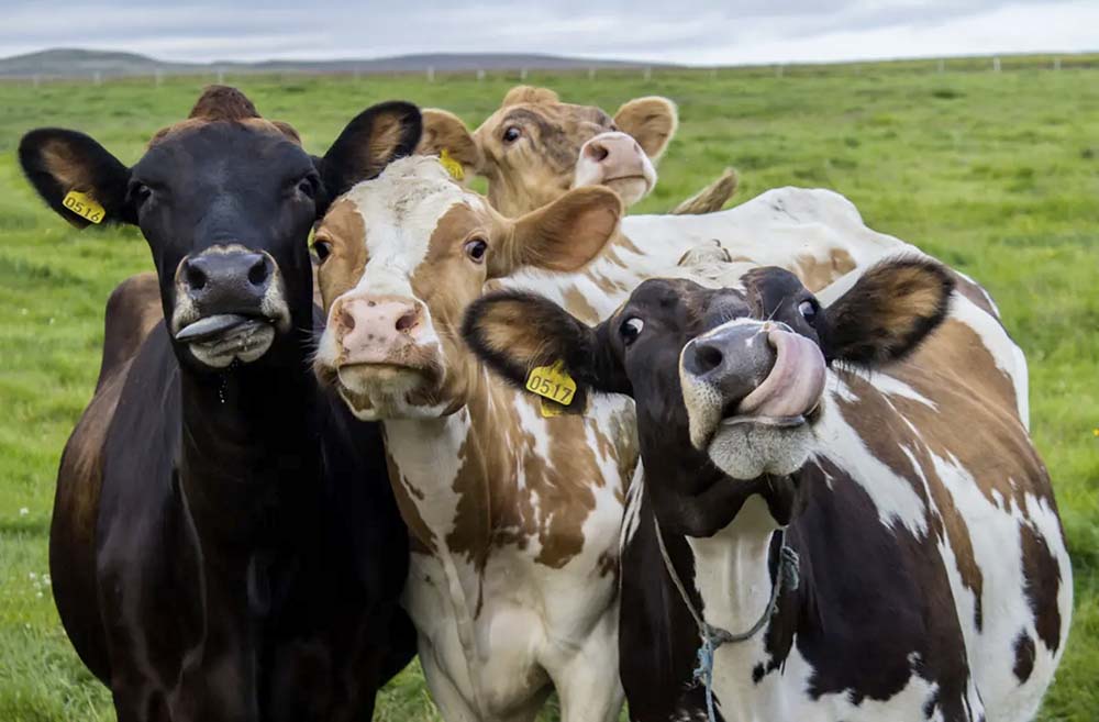 El precio de la leche subió un 65,4 por ciento