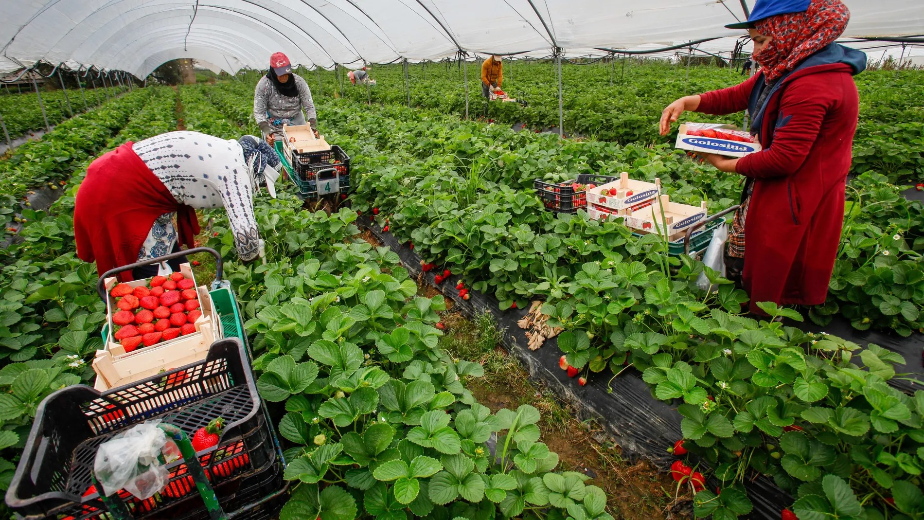 Al agro del Mercosur le preocupa la expansión del “proteccionismo verde” en el marco del COP 28
