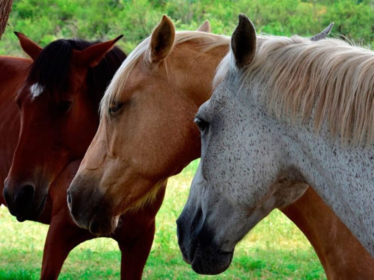 Encefalomielitis Equina: confirman un nuevo caso en Santiago del Estero y suman 426 en todo el país
