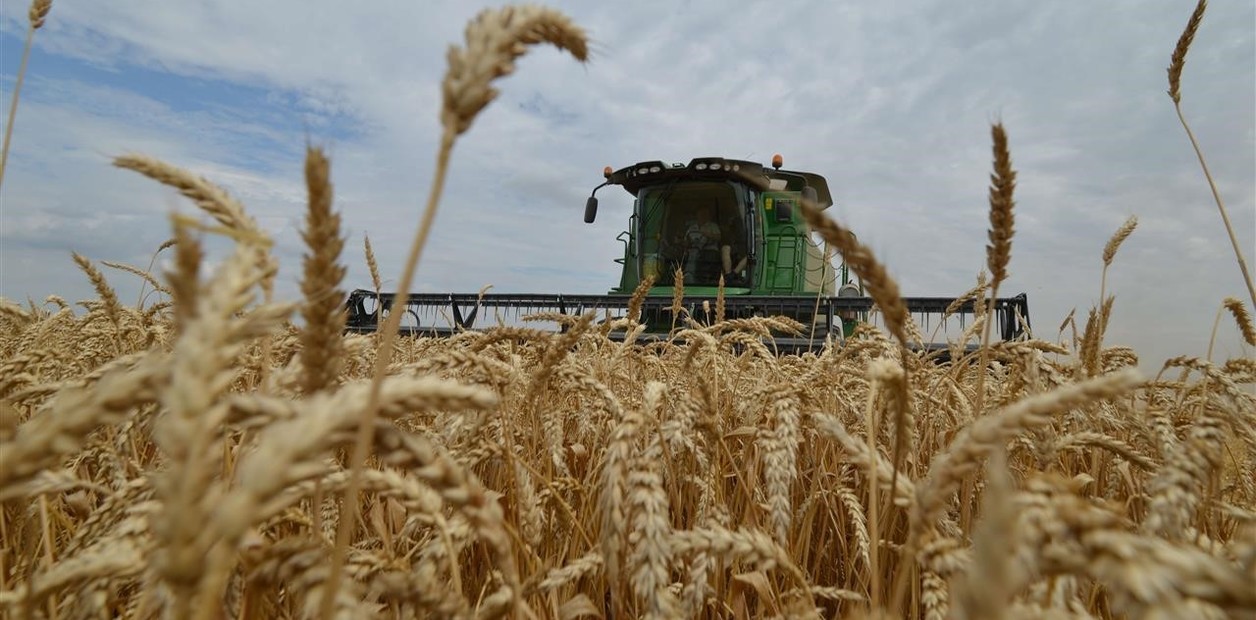 Aumenta de 13,5 a 14,5 millones de toneladas la estimación de producción de trigo por mejores rindes