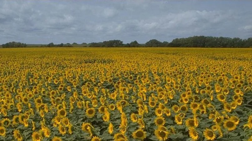 La empresa Puente Nogueira de Castelli, Chaco es la ganadora del primer lote de girasol 2023/2024