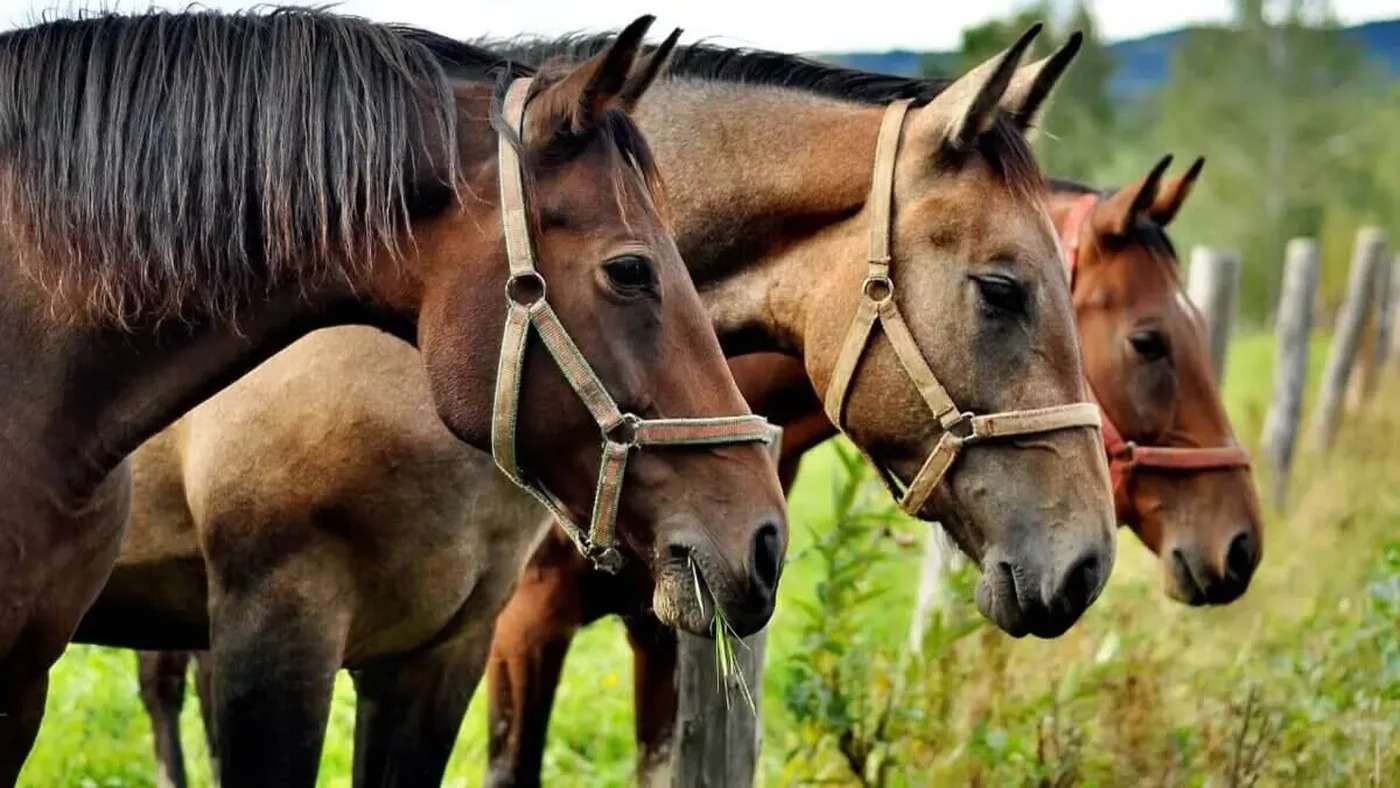 El Senasa confirmó nuevos brotes de encefalomielitis equina y Tecnovax ya tiene las vacunas