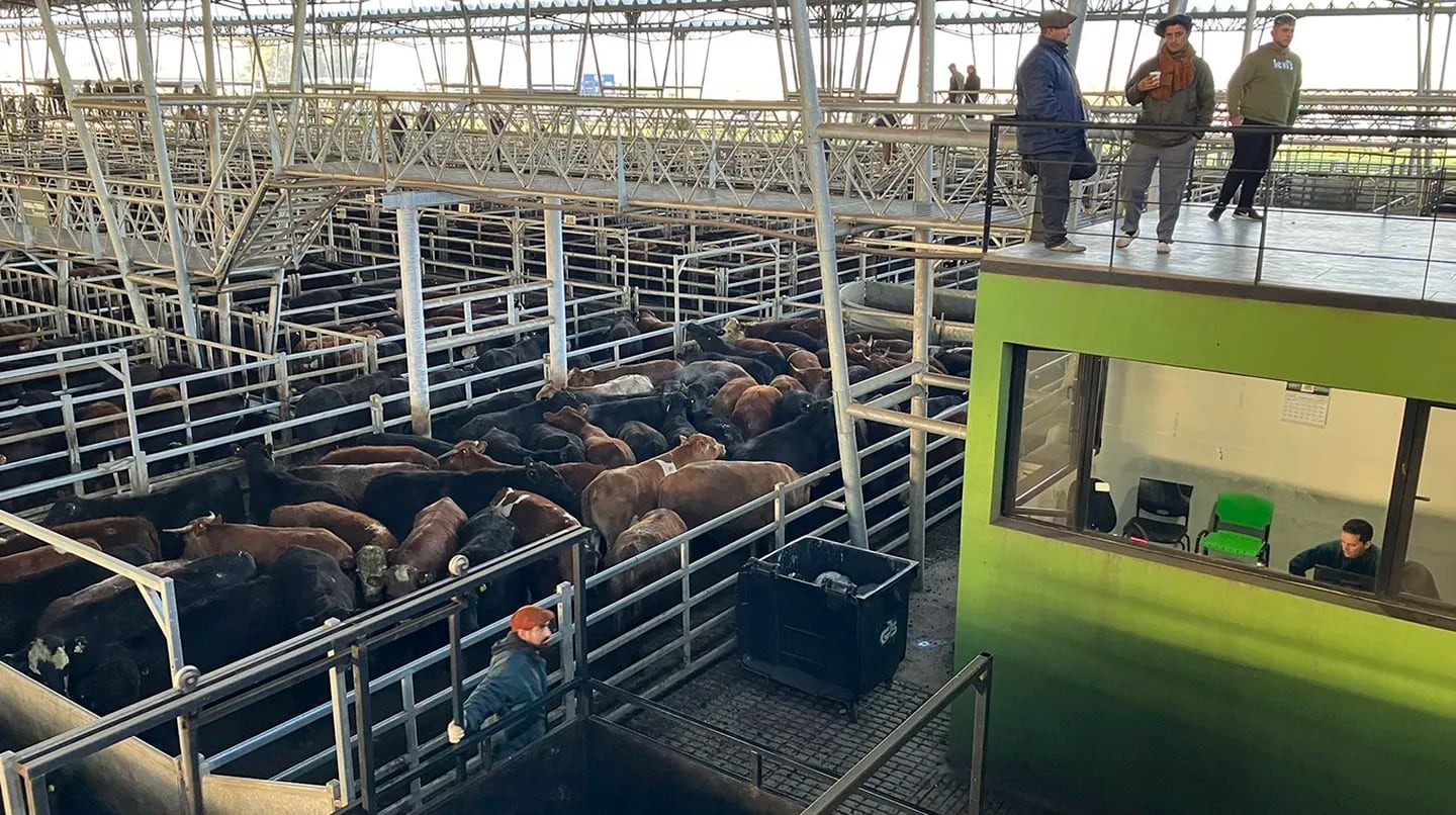 Los consumidores no convalidaron la suba de la carne y el precio de la hacienda cayó un 12% en Cañuelas