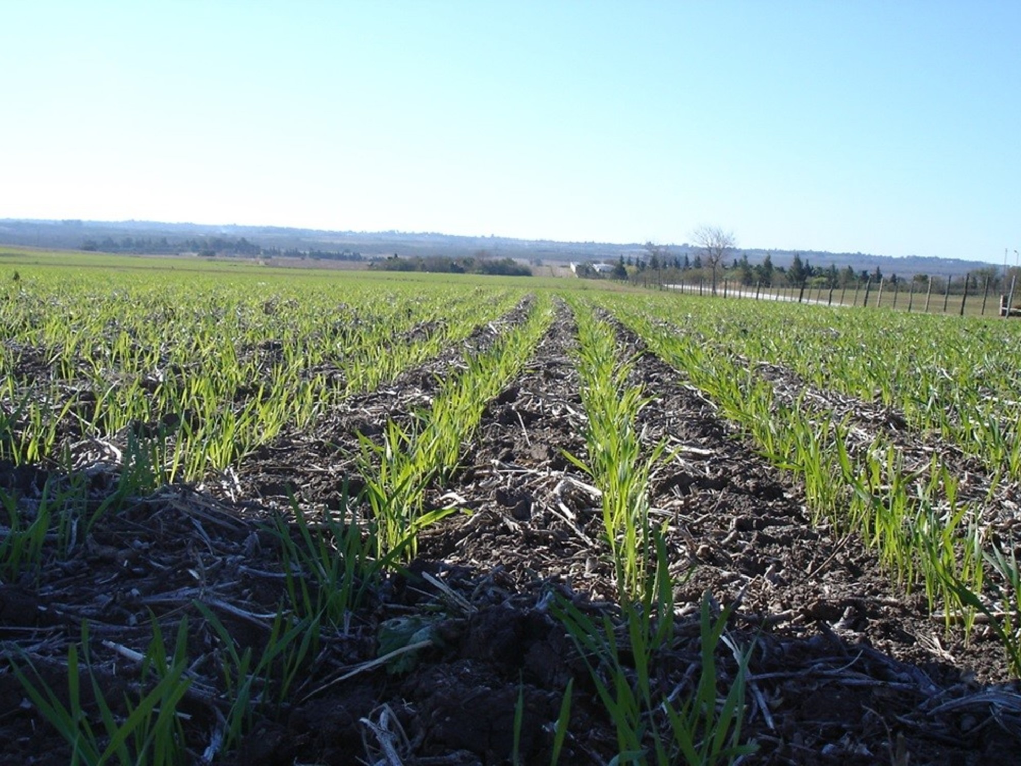 Agricultura modificó la estimación de siembra de trigo con respecto a noviembre