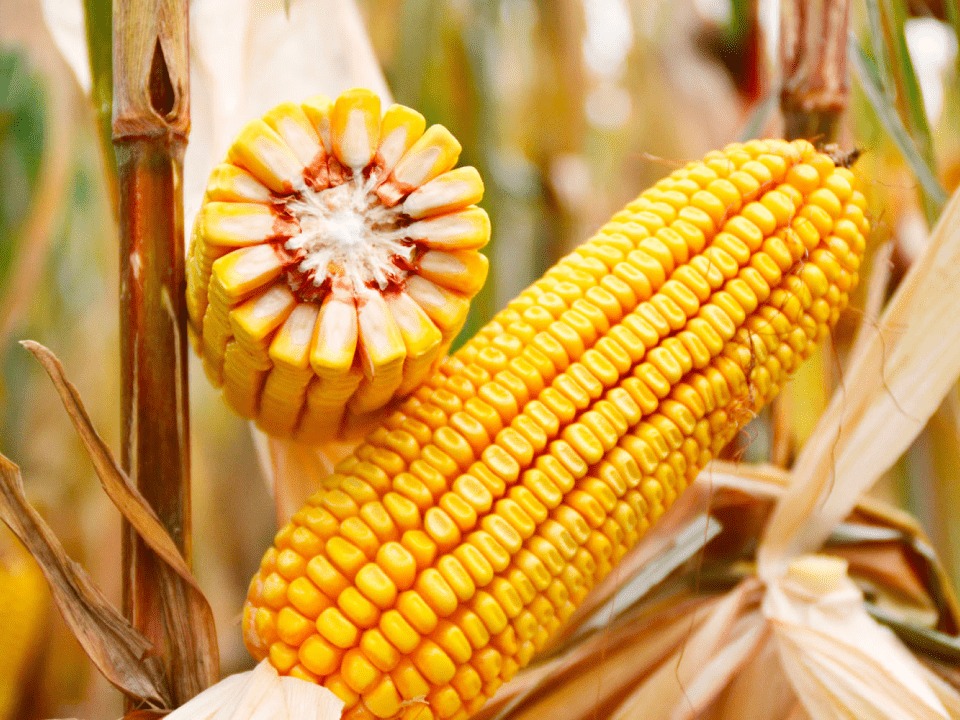 La esperanza de la economía: estiman que el campo triplicará su aporte al PBI en 2024