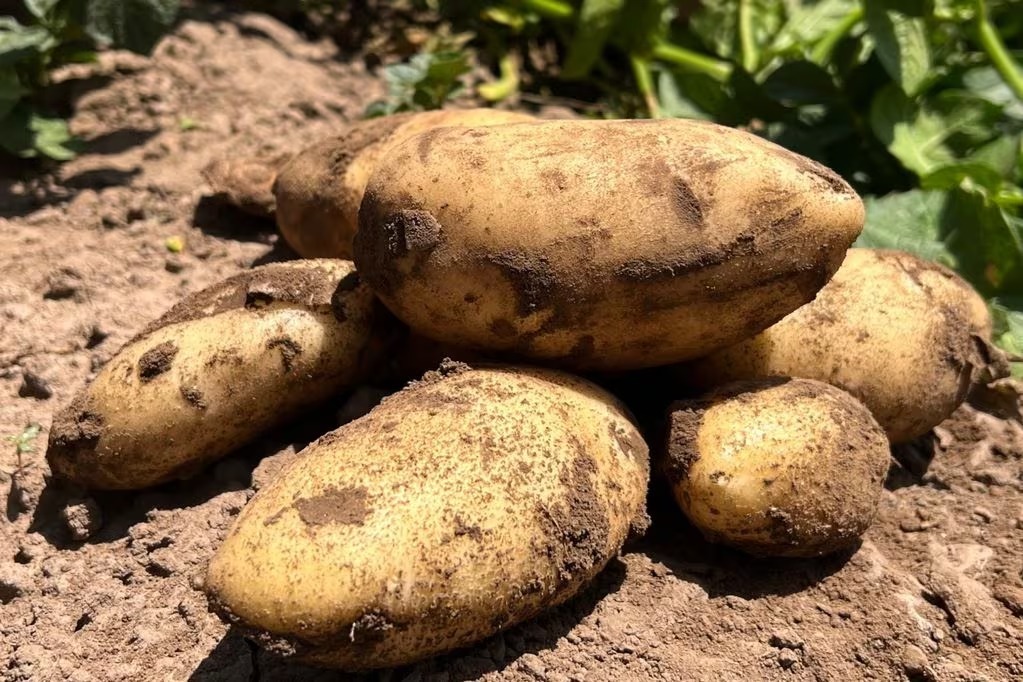 Un sistema de goteo aplicado a la producción de papa