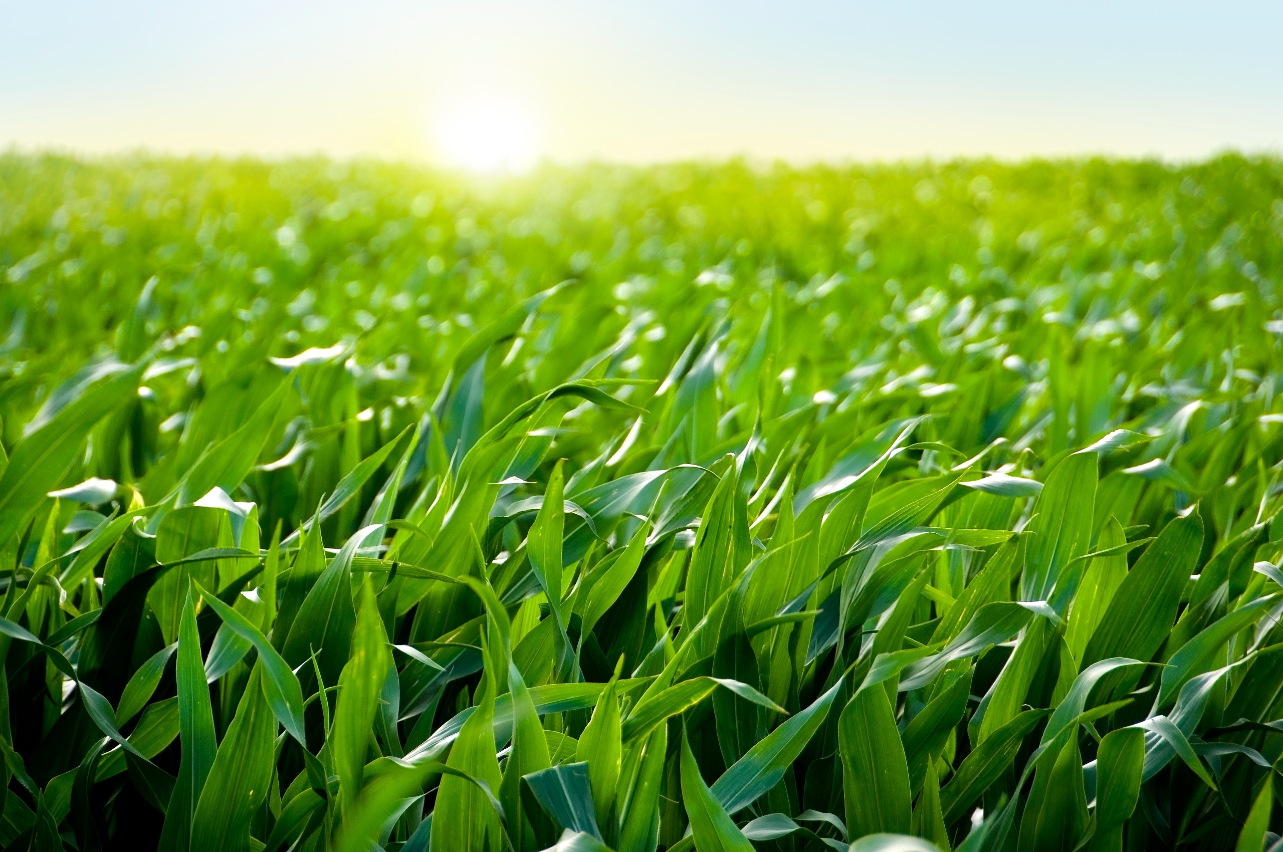 Campaña 2023-24: El nitrógeno foliar potencia la nutrición del maíz