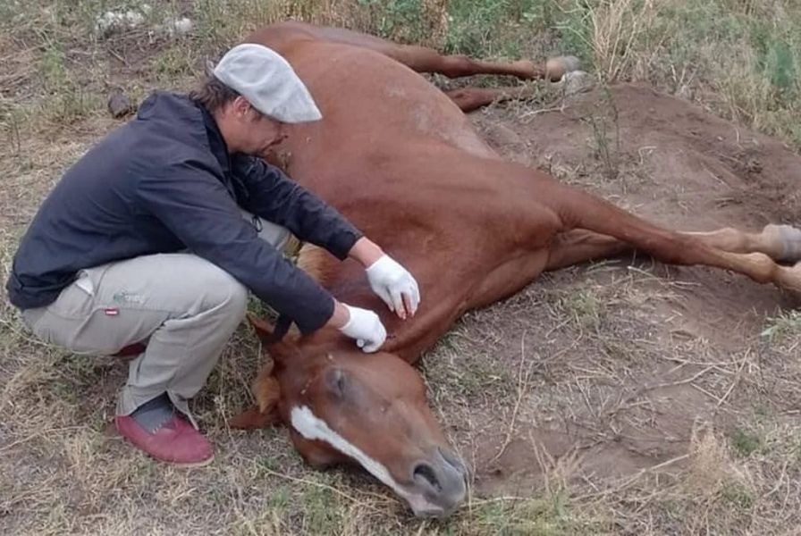 Encefalomielitis equina: se confirmaron 21 casos nuevos y suman 1250 brotes positivos