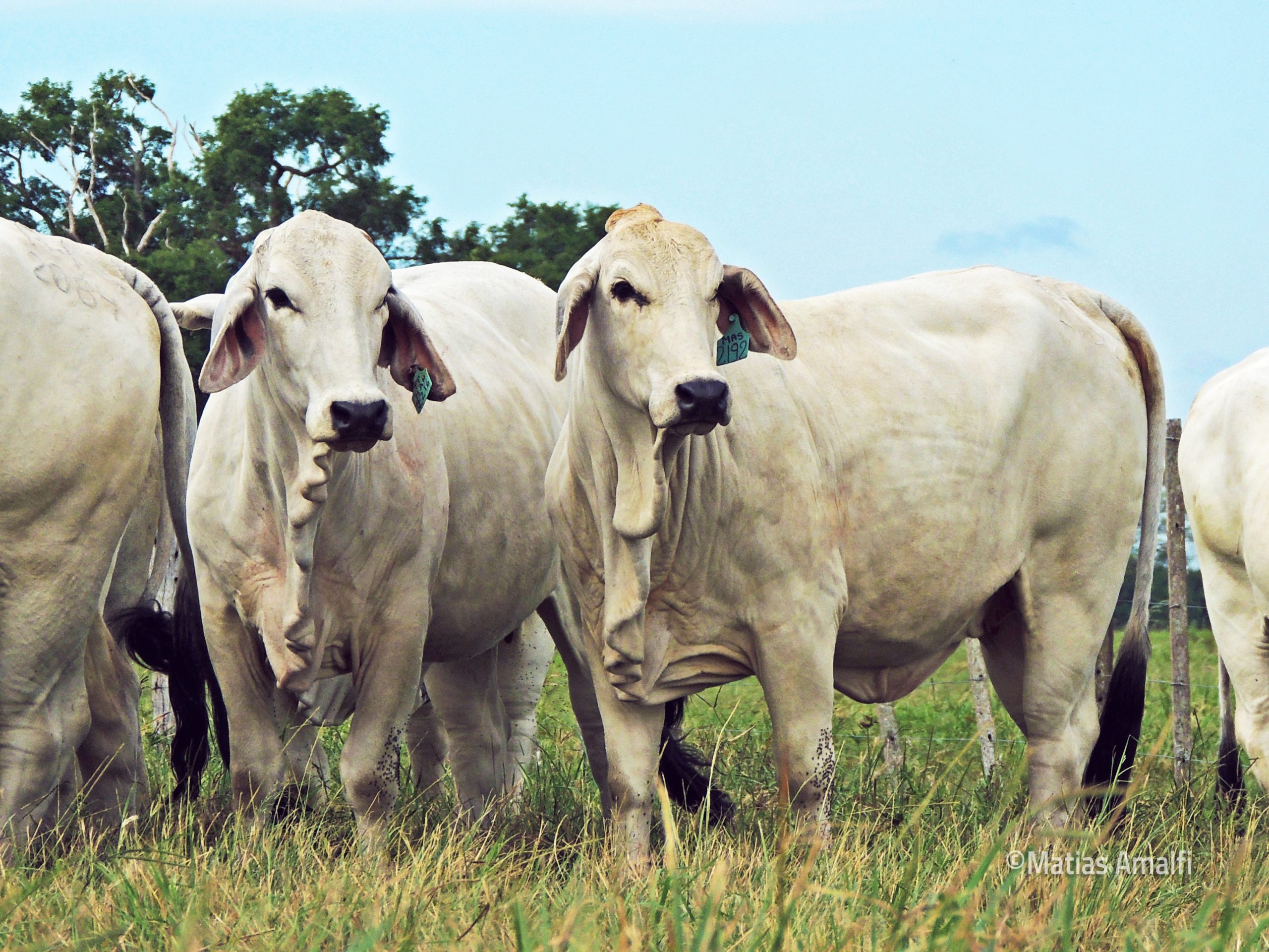 Brahman: 70 años siendo la herramienta fundamental en la producción ganadera del norte argentino