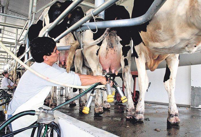 La producción nacional de leche cayó 2% en 2023