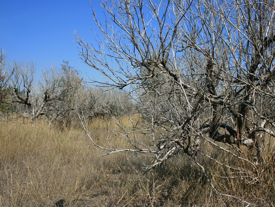 ¿Qué comunidad autónoma ha batido su récord histórico de tierras de cultivo abandonadas?