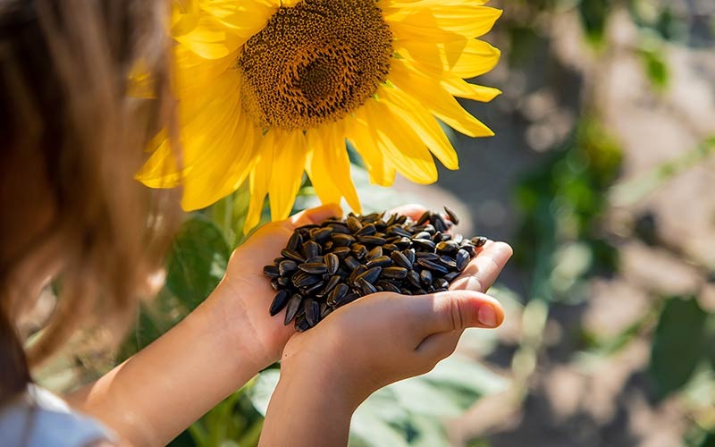 Derechos de exportación al maíz y girasol, otros cultivos que pierden renta y competitividad