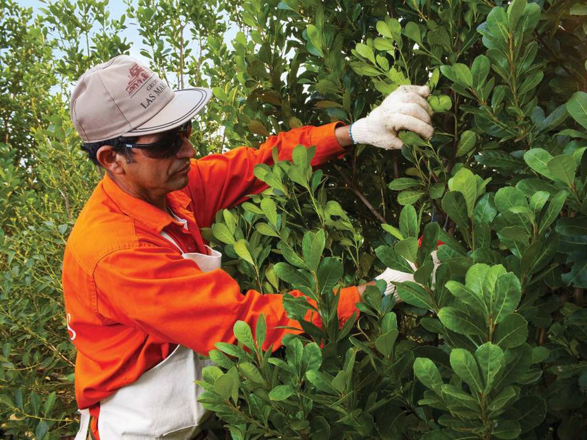 El 2023 fue récord de consumo de yerba mate en la Argentina