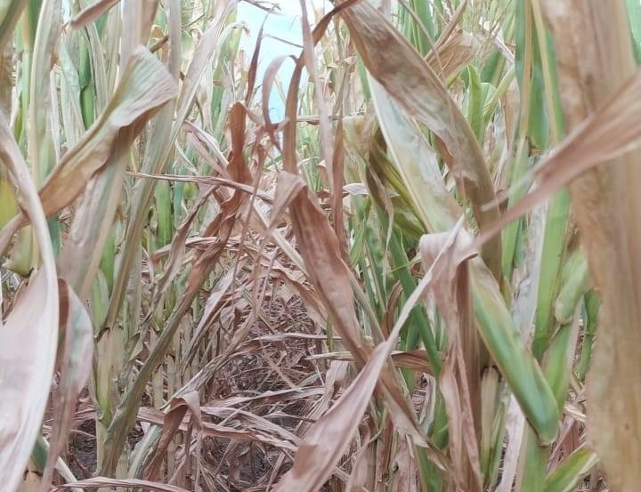 Alerta roja para la región núcleo: sin lluvias a la vistas, habría un fuerte golpe productivo en maíz y soja