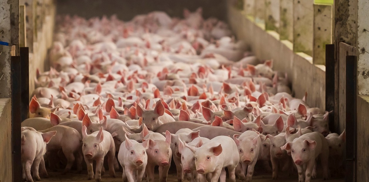 Federación porcina argentina: Que los cerdos no sean los chivos expiatorios