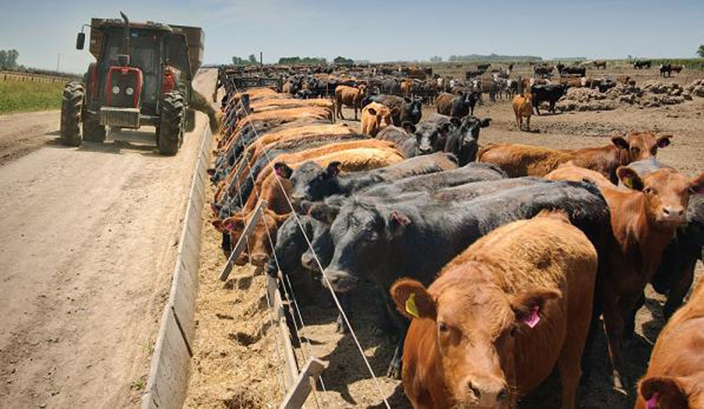 Rosgan: El stock bovino cayó en 1,5 millones de cabezas pero el destete de terneros a nivel nacional creció un 0,8% y anotó el mejor segundo registro de los últimos 15 años