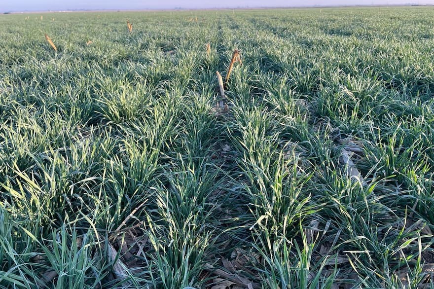 Alerta en la zona núcleo: la frialdad de los números pone en vilo la siembra de trigo