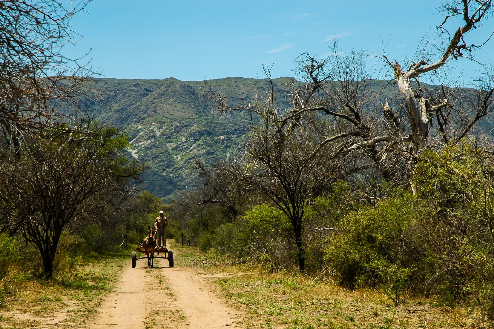 Bosque nativo: el 15 de abril vence el plazo para acceder al pago por Servicios Ambientales