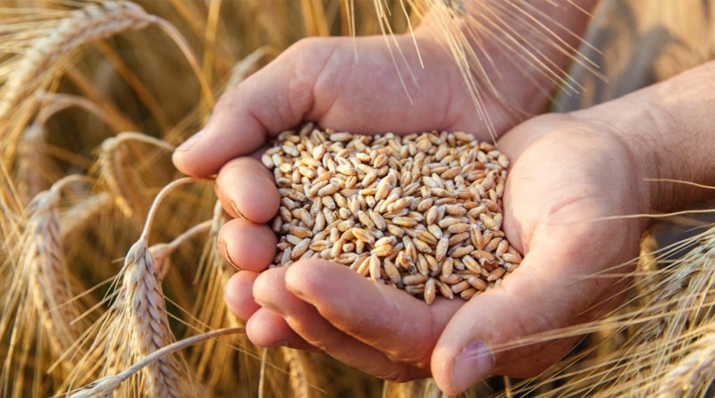 La siembra de trigo en Córdoba condicionada por el resultado económico