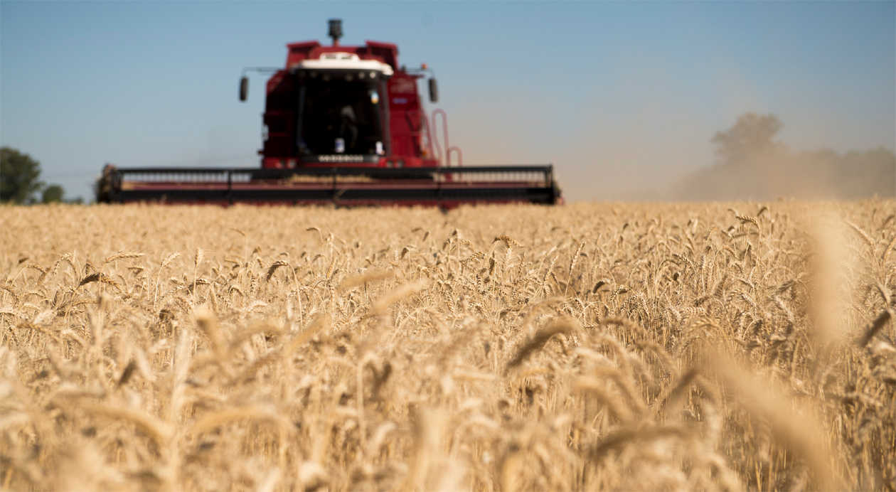 Cosecha récord para el trigo de 21.8 M de toneladas y rinde promedio de 34.4 qq/ha