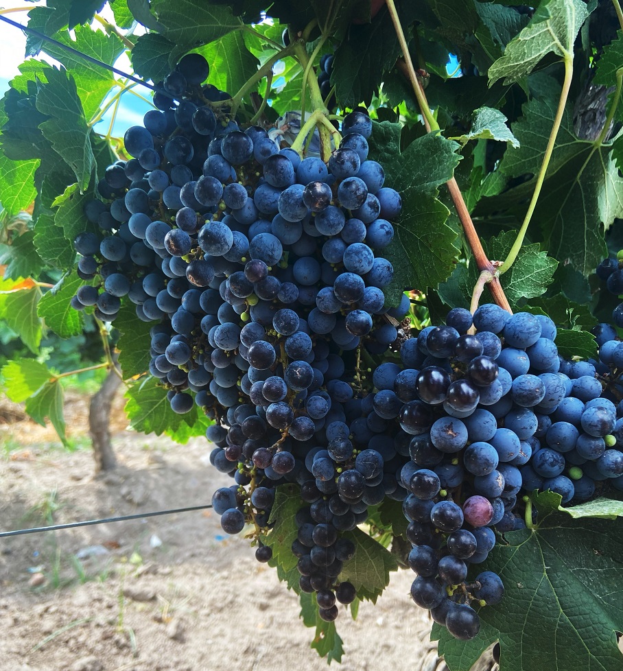 Vitivinicultura: Ensayos muestran ganancias de 1600 kilos de uvas por hectárea con fertilización foliar
