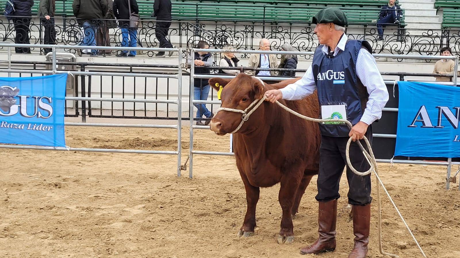 La exelencia de la genética Angus se potencia en la 81° ExpoAngus Otoño Indoor