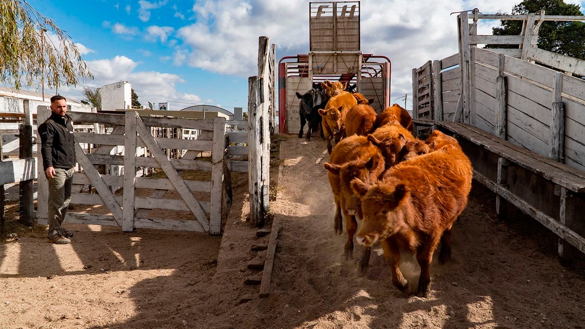 Arranca la Expo Otoño en la Rural, con más de 500 animales en competencia y actividades