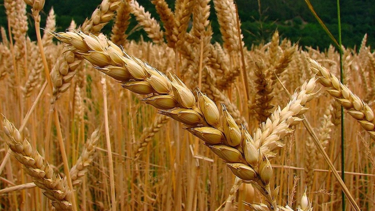 Con un 25% más de intención de siembra, se puede proyectar una cosecha de trigo de 21 Mt