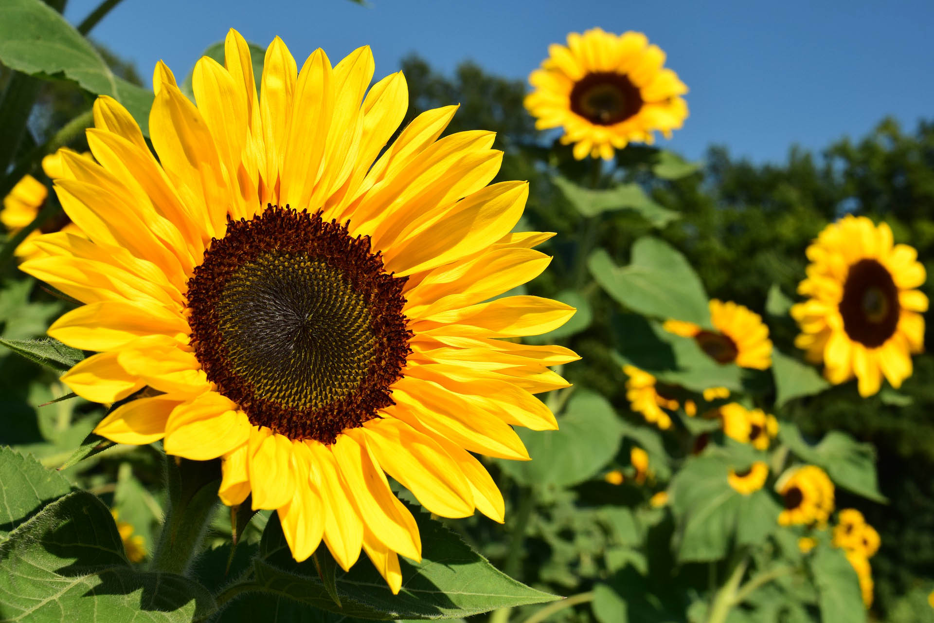 El cultivo del girasol avanza firme en Buenos Aires, Santa Fe y Córdoba