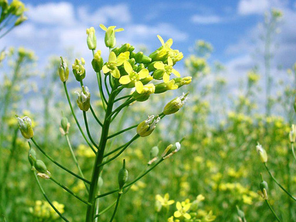 Camelina Company está trabajando en el mejoramiento genético de Camelina, con 20 variedades registradas en Argentina