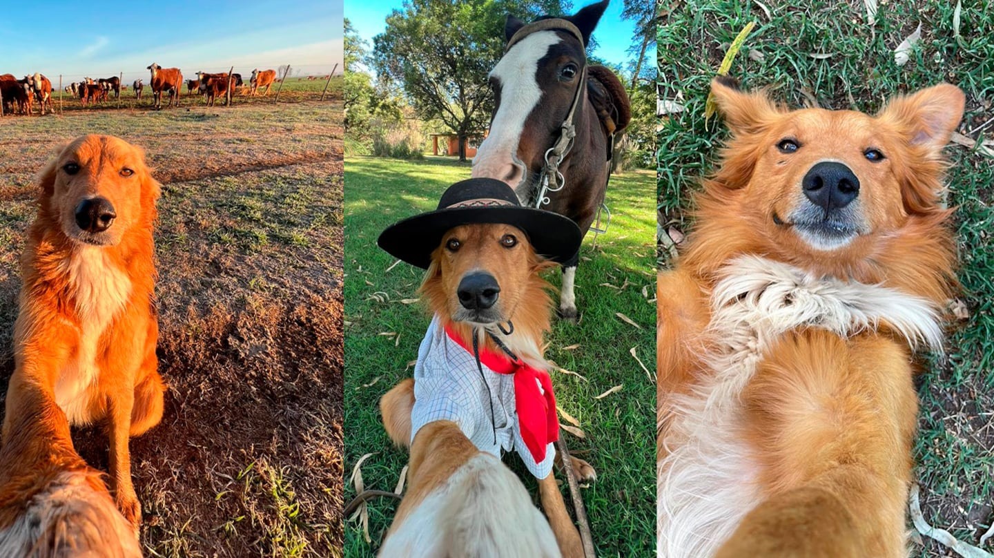 La historia de Preguntale, el perro más famoso del campo argentino: “Es un distinto”
